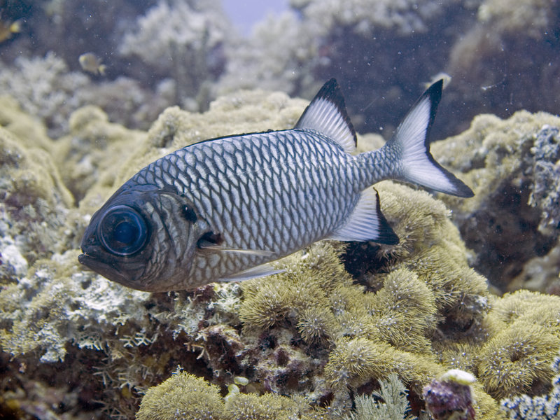 Layang Layang, Soldier Fish